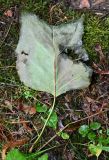 Liriodendron tulipifera. Опавший повреждённый лист (вид на абаксиальную поверхность). Калининградская обл., пос. Янтарный, парк им. М. Беккера. 28.07.2025.