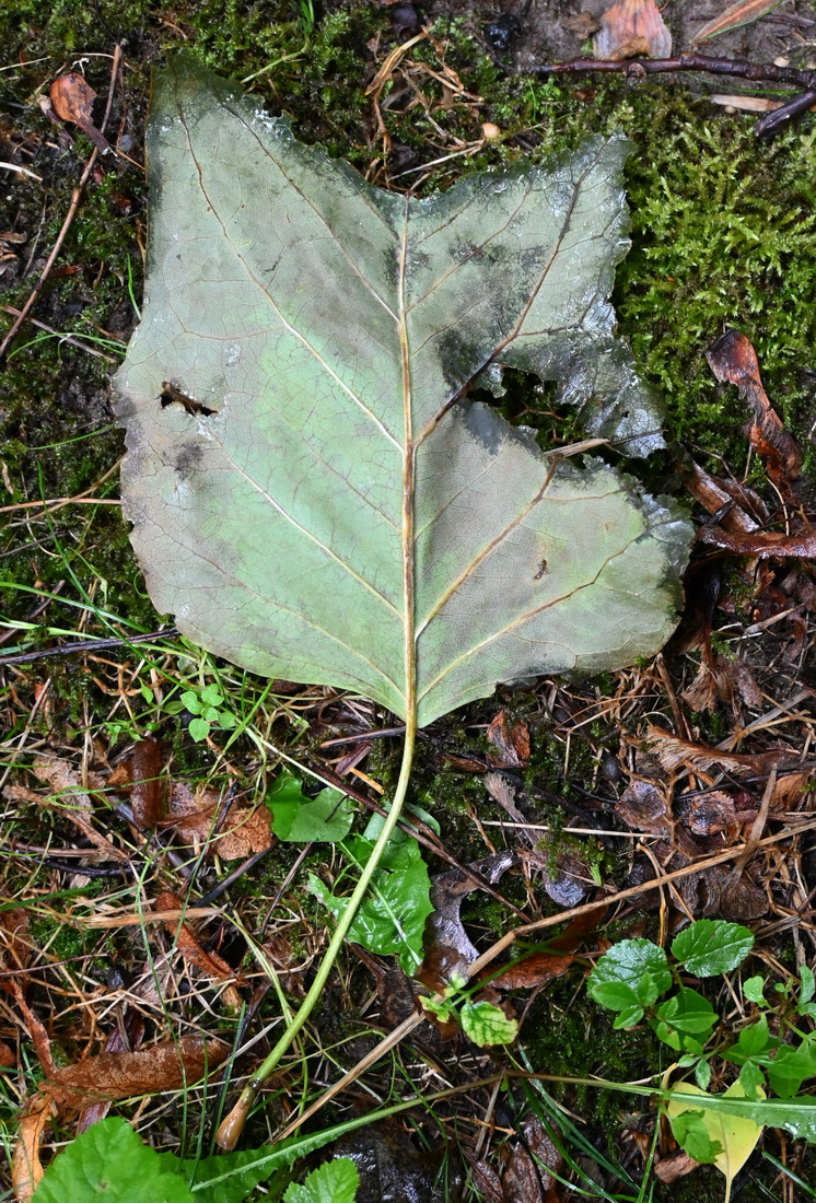 Image of Liriodendron tulipifera specimen.