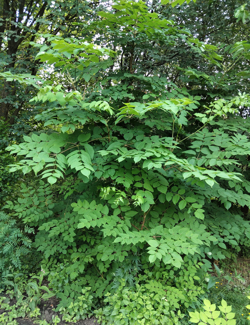 Image of Aralia elata specimen.
