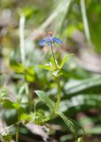 Anagallis arvensis. Верхушка побега с цветком и завязями (синяя морфа). Турция, пров. Мугла, р-н Даламан, округ Капукаргын, п-ов Капыдаг, бухта Явансу (Yavansu Koyu), берег Средиземного моря, поляна в оливковой роще. 05.05.2025.
