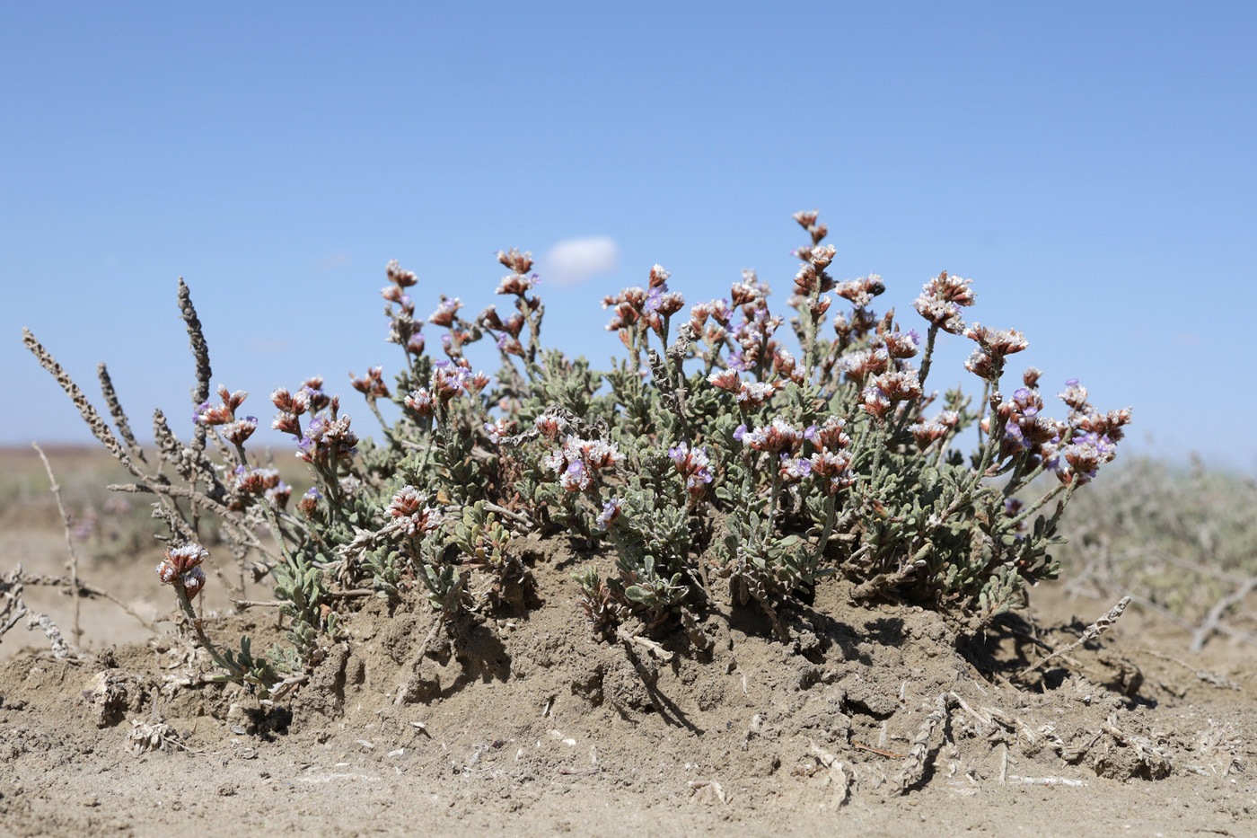 Изображение особи Limonium suffruticosum.