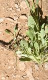 род Salvia. Листья (вид на абаксиальную поверхность). Турция, ил Ван, окр. Кармраванк, горная степь. 22 мая 2025 г.