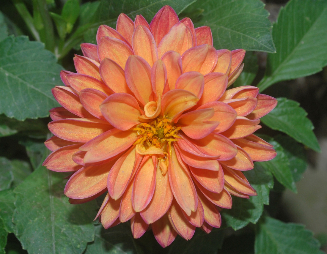 Image of Dahlia &times; cultorum specimen.