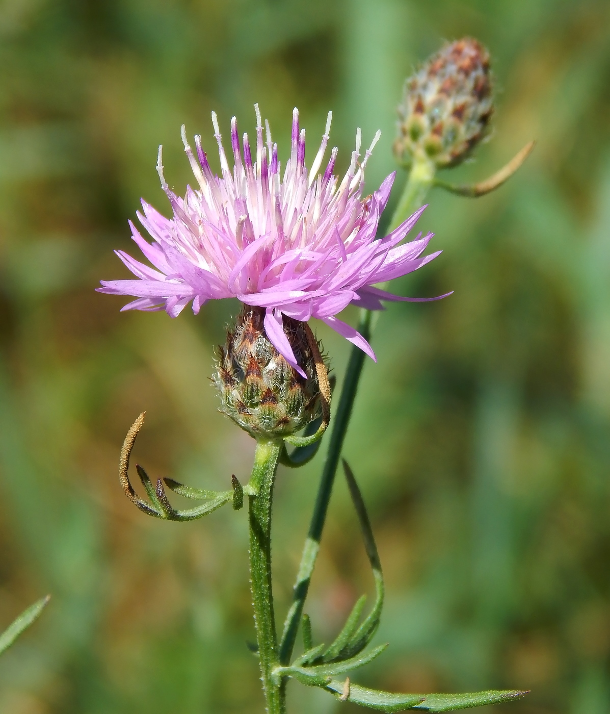 Image of Centaurea kubanica specimen.