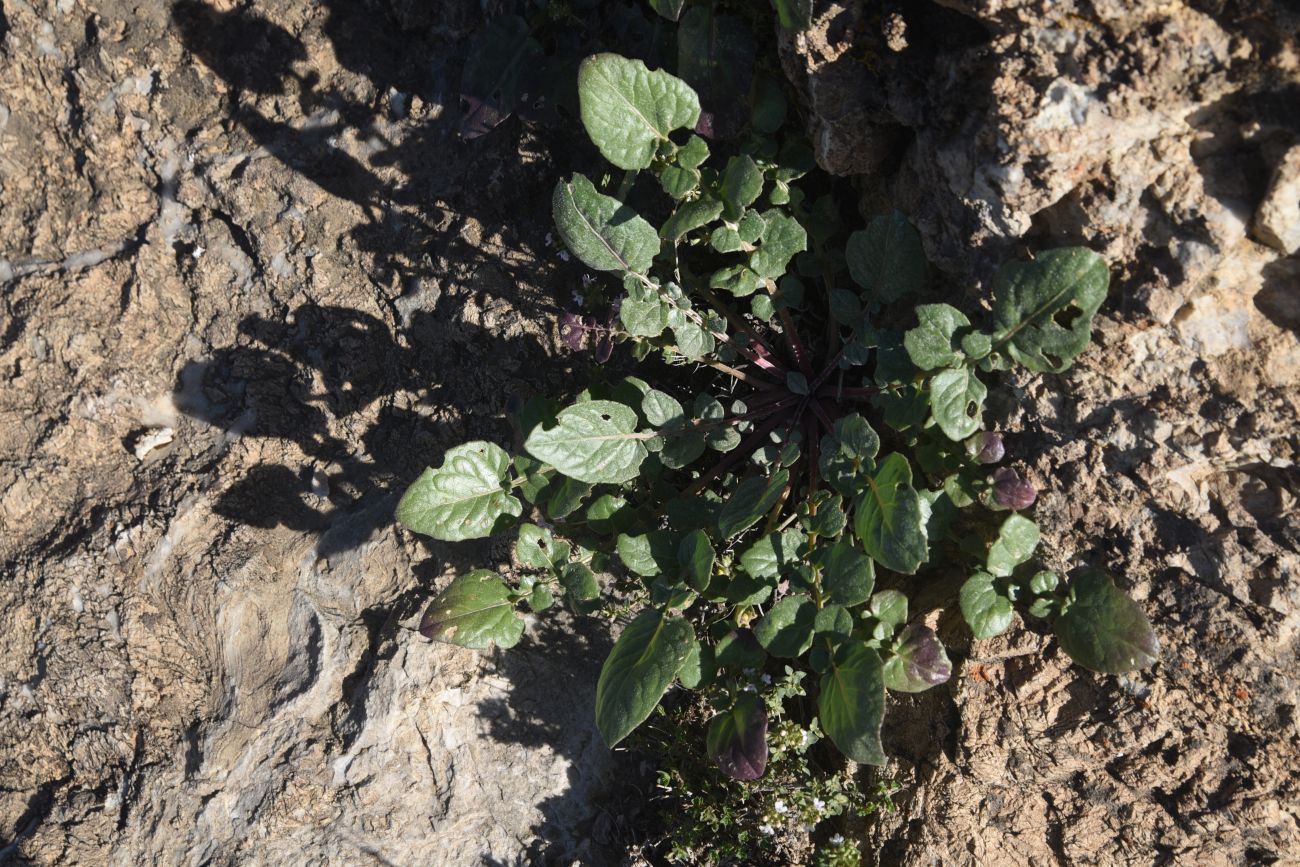 Image of familia Asteraceae specimen.