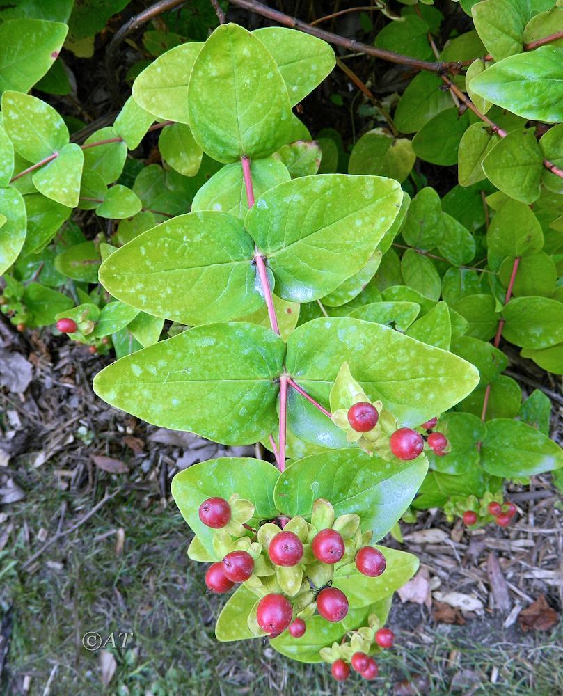 Image of Hypericum androsaemum specimen.