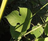 Broussonetia papyrifera. Стебли и листья. Абхазия, г. Сухум, Ботанический сад. 13.08.2024.