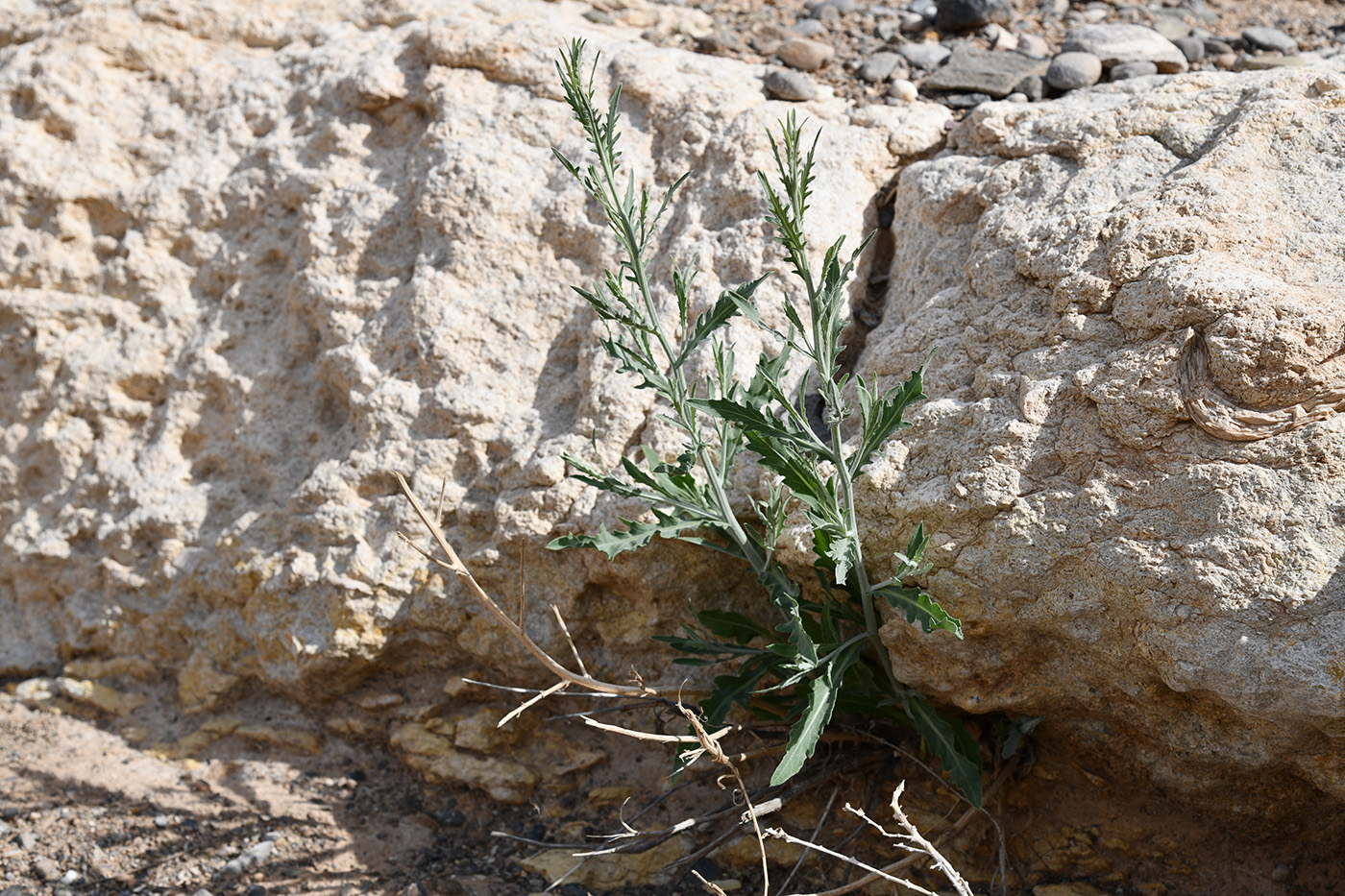 Изображение особи Acroptilon repens.