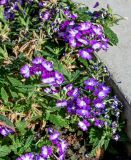 Glandularia × hybrida. Верхушки побегов с соцветиями. Португалия, о-в Мадейра, пос. Рибейра-Брава, в культуре. 19.08.2025.