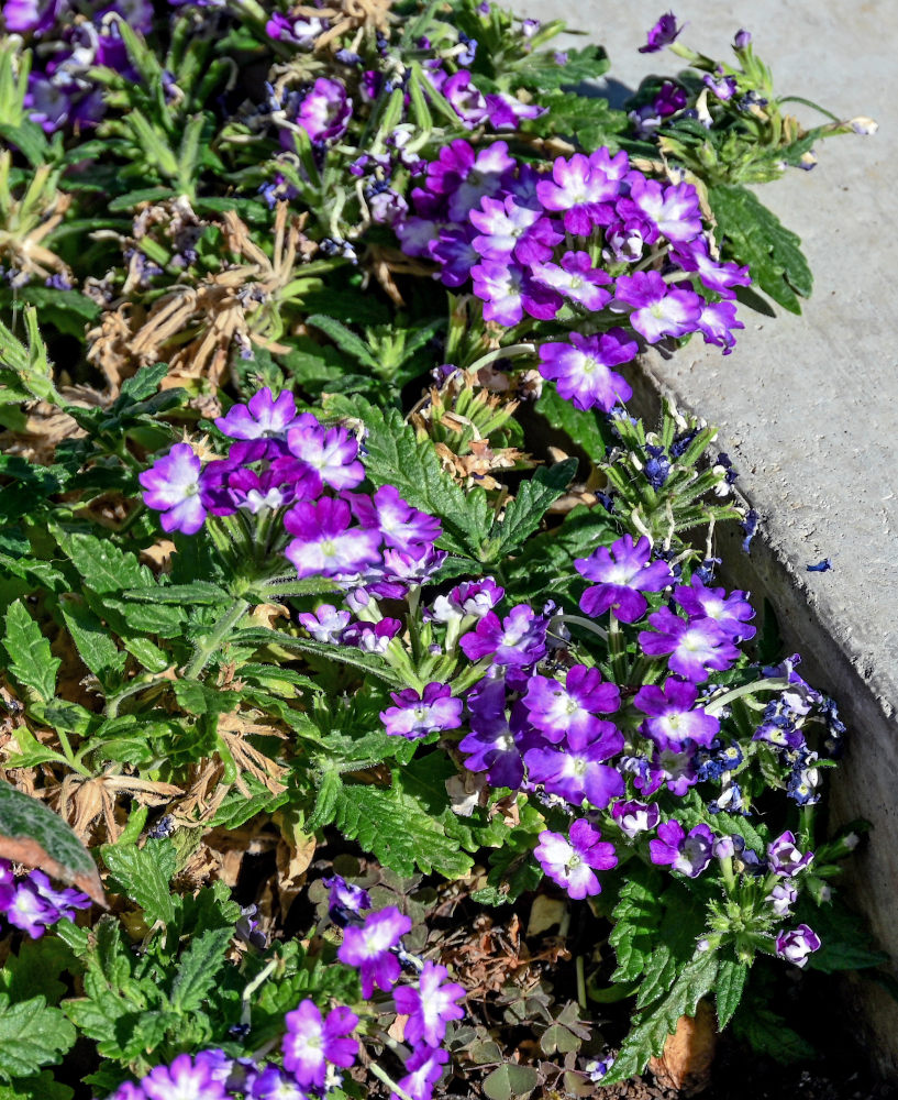 Image of Glandularia &times; hybrida specimen.