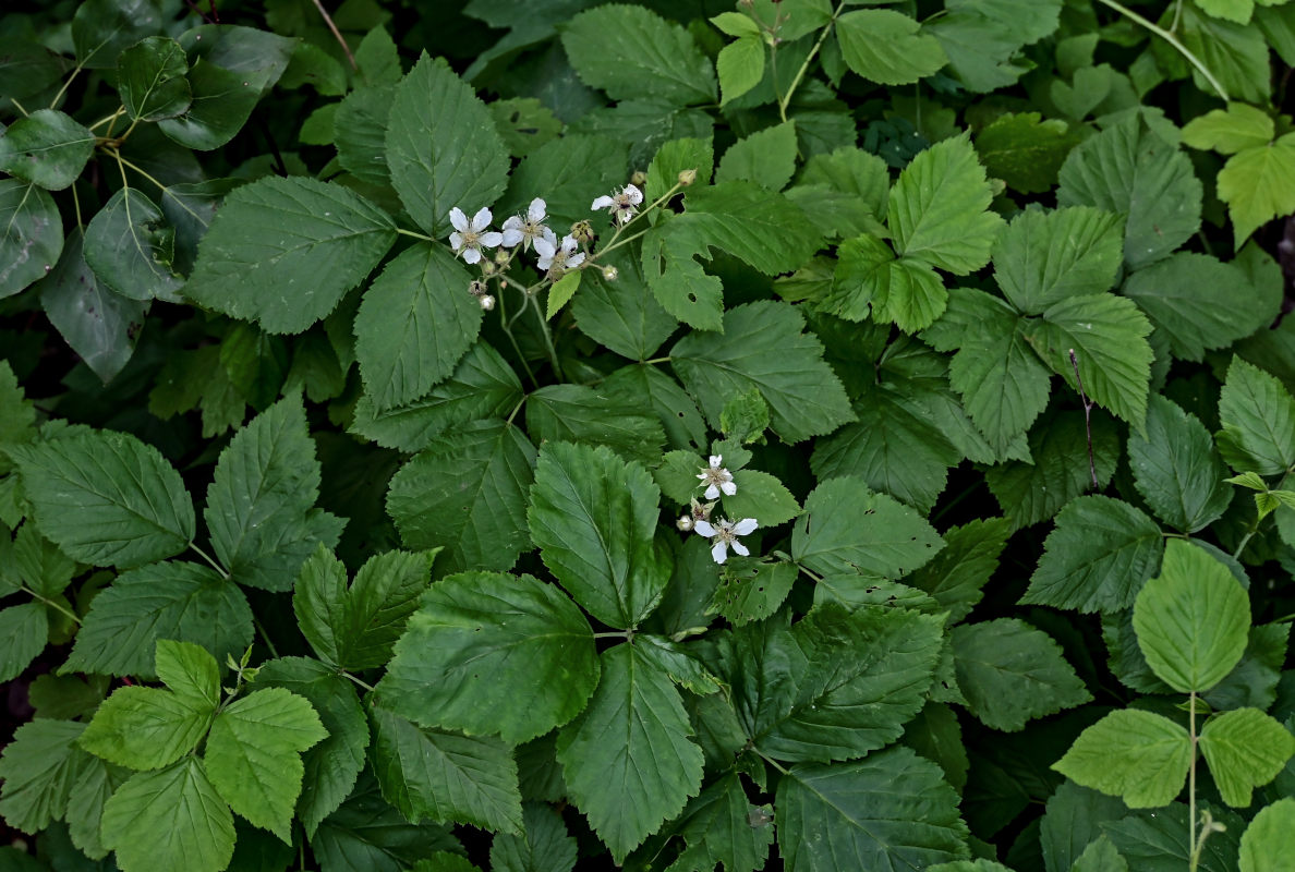 Изображение особи Rubus caesius.