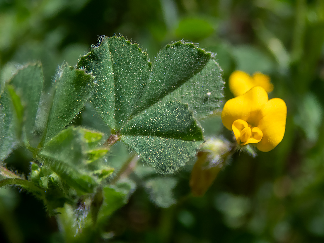 Изображение особи Medicago rigidula.