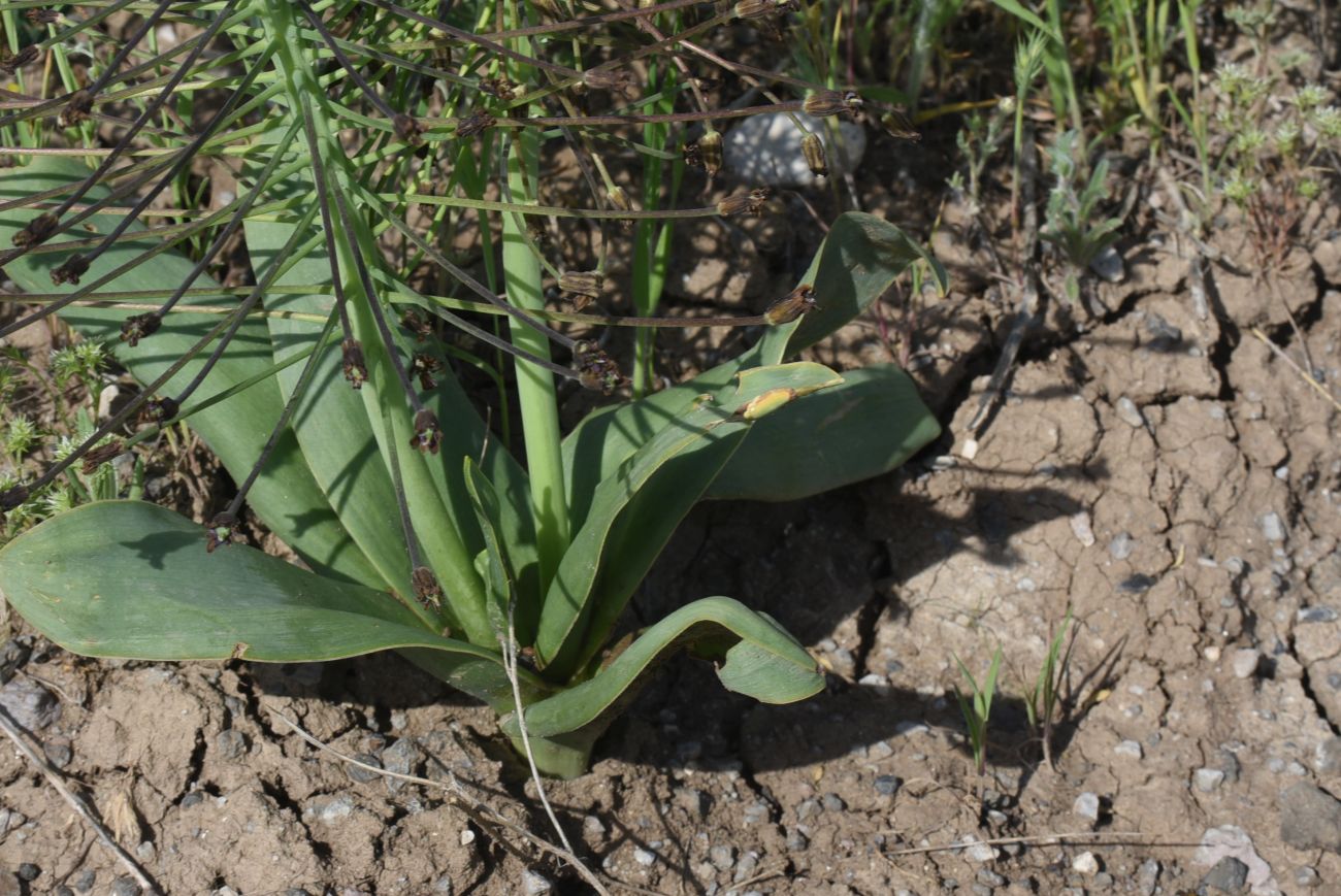 Изображение особи Bellevalia speciosa.