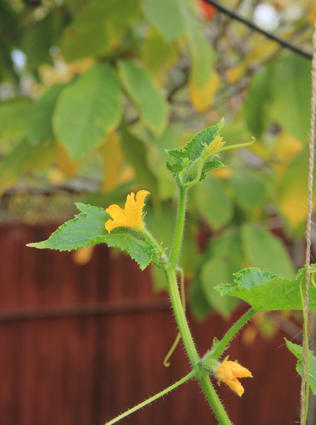 Изображение особи Cucumis sativus.