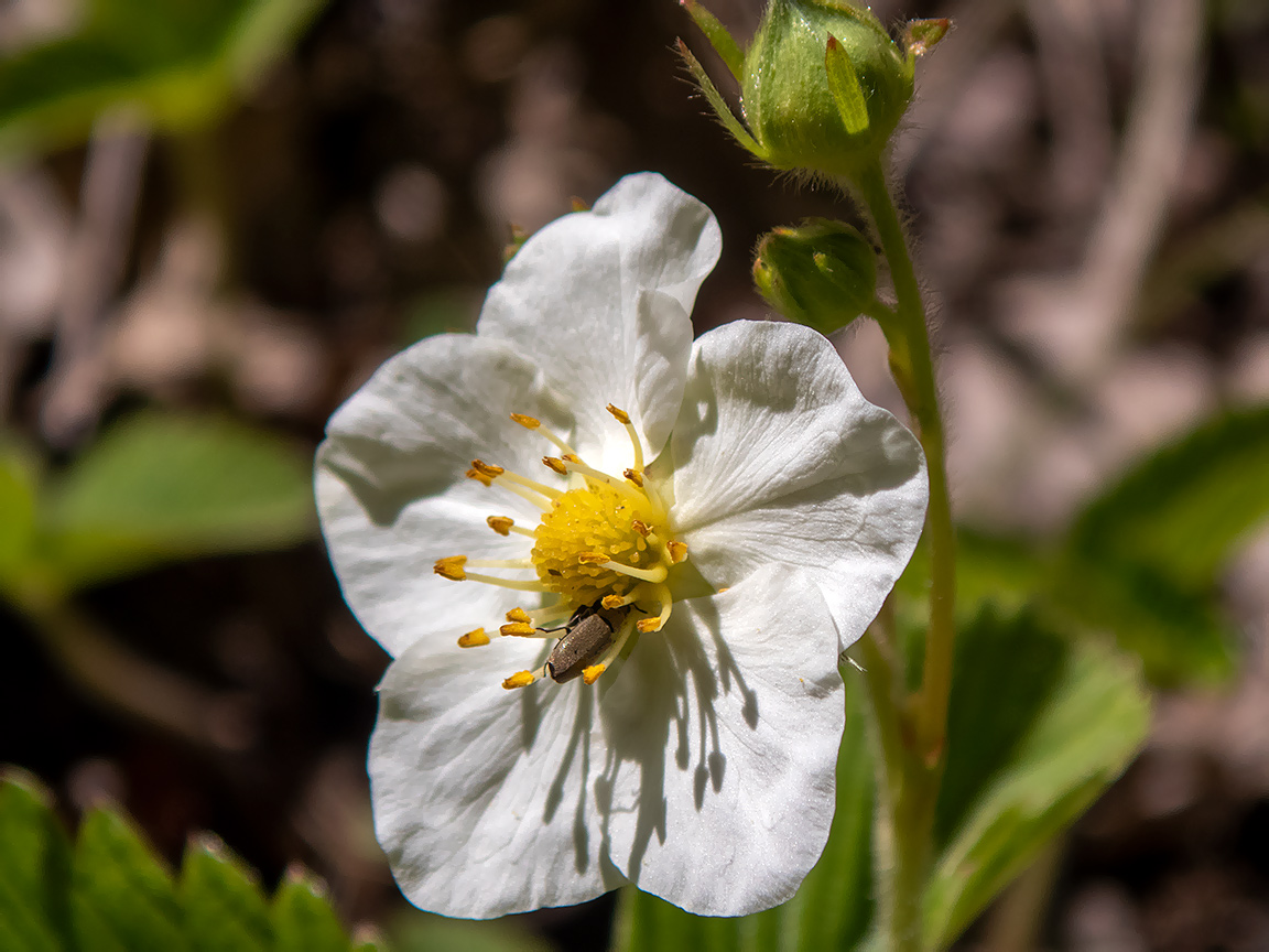 Image of genus Fragaria specimen.