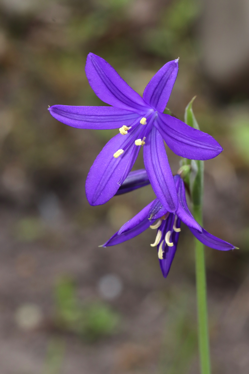 Изображение особи Ixiolirion tataricum.