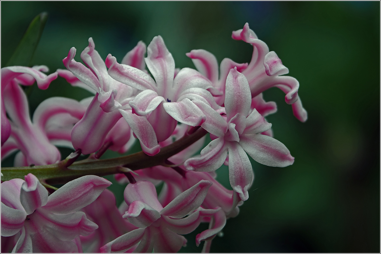 Изображение особи Hyacinthus orientalis.