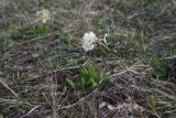 Primula amoena. Цветущее растение. Кавказский биосферный запов., плато Лагонаки, хр. Каменное Море, 250 м к югу от ретранслятора, край большого карстового провала, луг. 7 мая 2025 г.