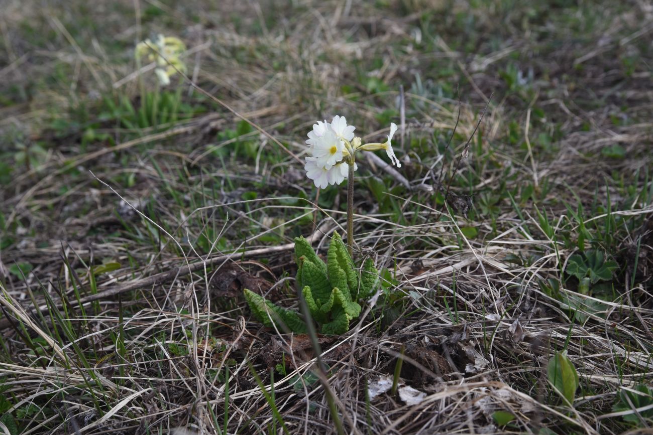 Изображение особи Primula amoena.
