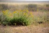 Tanacetum millefolium. Цветущее растение. Астраханская обл., Наримановский р-н, окр. с. Николаевка, давно обсохшая часть ложа солёного ильменя Камышовый. 17.05.2026.
