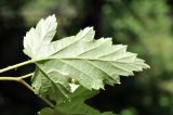 View full-size image Rubus crataegifolius