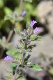 unknown species. Верхушка побега с соцветием. Грузия, край Самцхе-Джавахети, окраина с. Тмогви, окр. южного берега оз. Цунда, горная степь, каменистый грунт. 8 июня 2026 г.