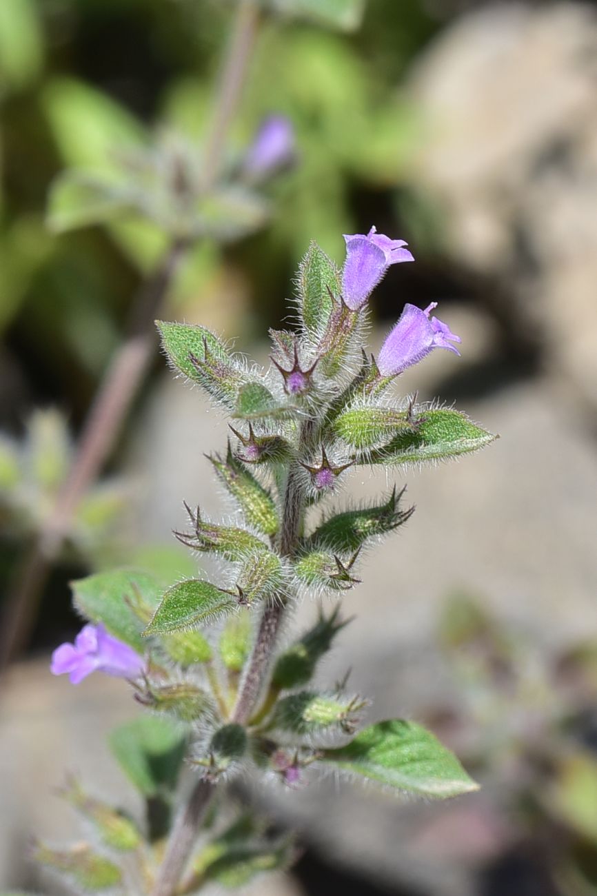 Image of Ziziphora graveolens specimen.