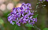 Pericallis aurita