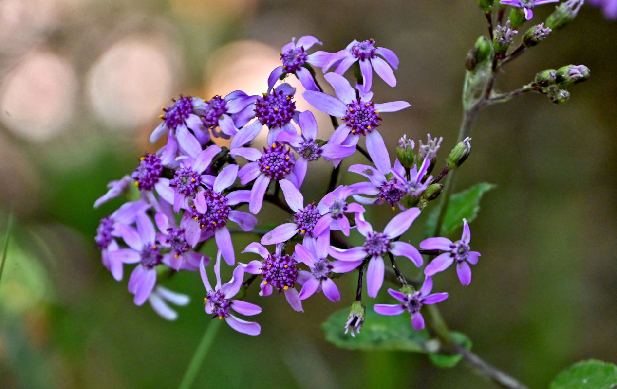 Изображение особи Pericallis aurita.