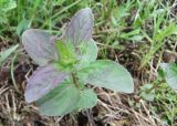 Mentha arvensis