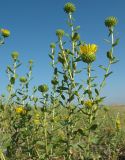 Grindelia squarrosa. Верхушки побегов с соцветиями. Казахстан, обл. Абай, окр. г. Шар, степь с травянистой растительностью и низким кустарником. 07.08.2026.