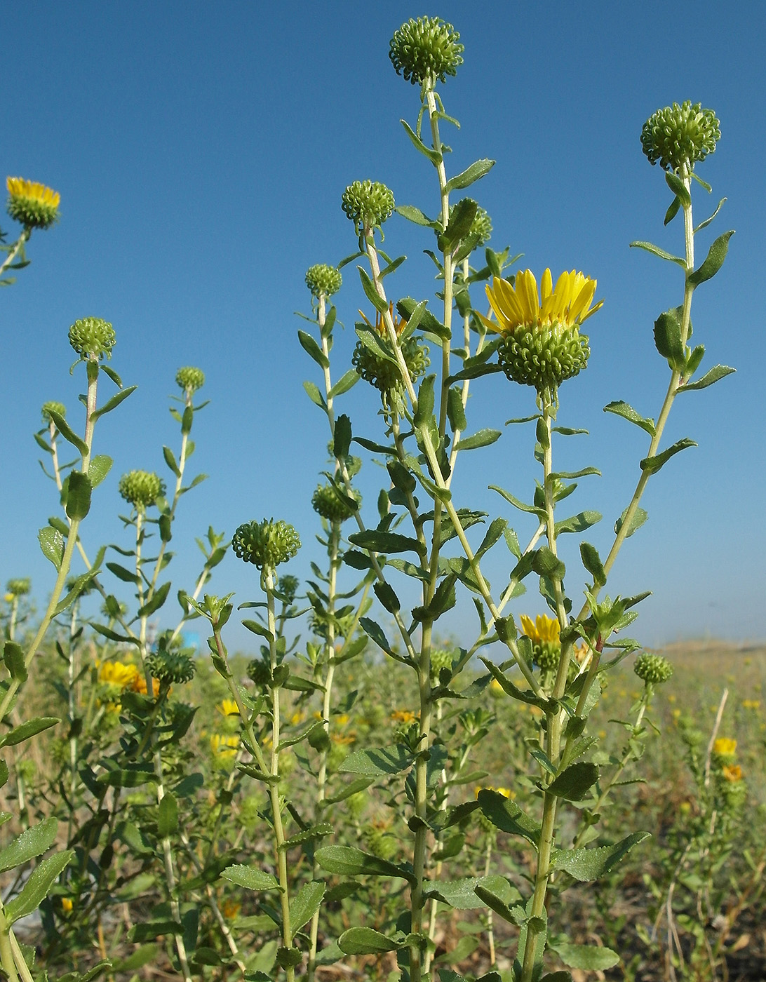 Image of Grindelia squarrosa specimen.