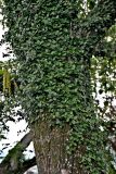 Смотреть изображение Ficus pumila