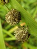 Sparganium emersum. Мужские соцветия. Хабаровский край, г. Комсомольск-на-Амуре, образовавшийся при строительстве дороги техногенный водоём. 25.06.2026.