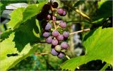 Vitis × alexanderi. Созревшее соплодие ('Изабелла'). Московская обл., Раменский р-н, окр. дер. Хрипань, садовый участок. 30.09.2026.