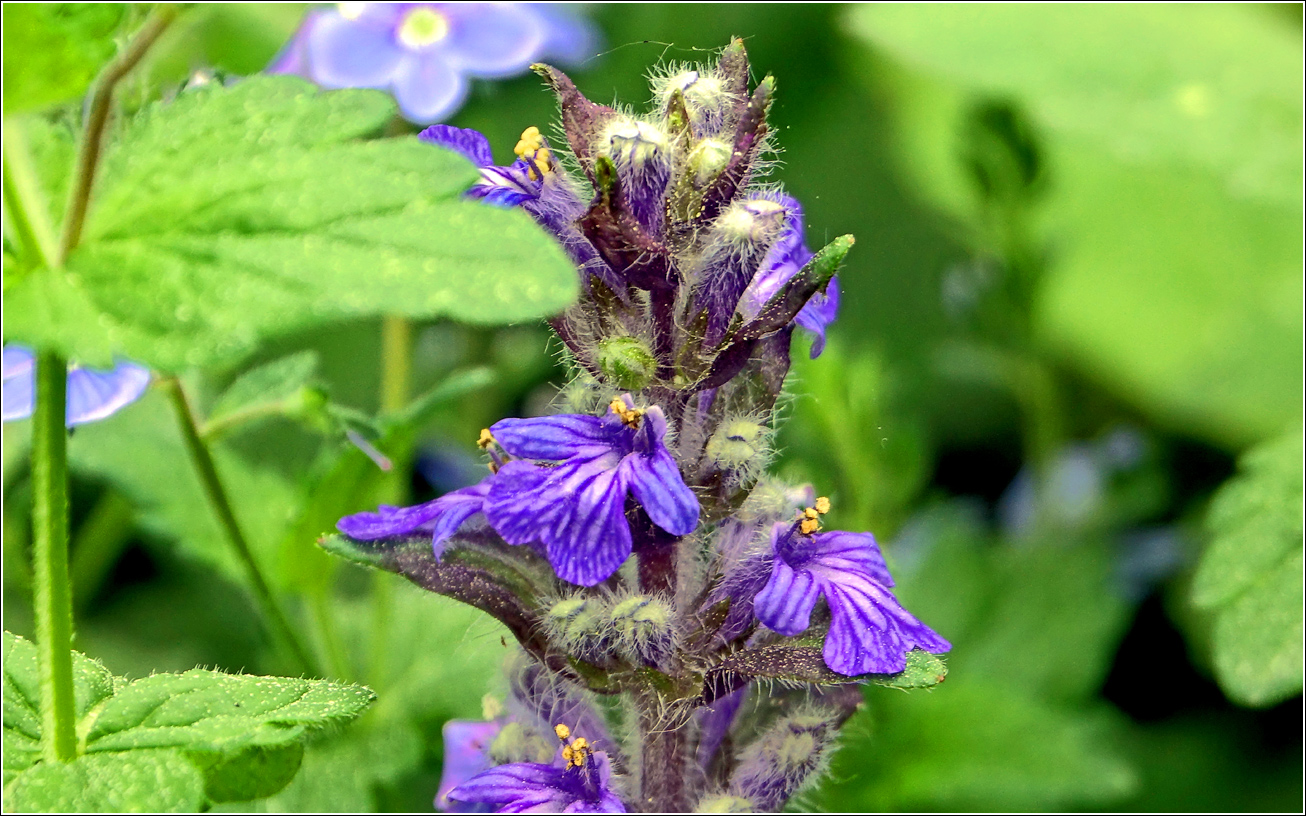 Изображение особи Ajuga reptans.