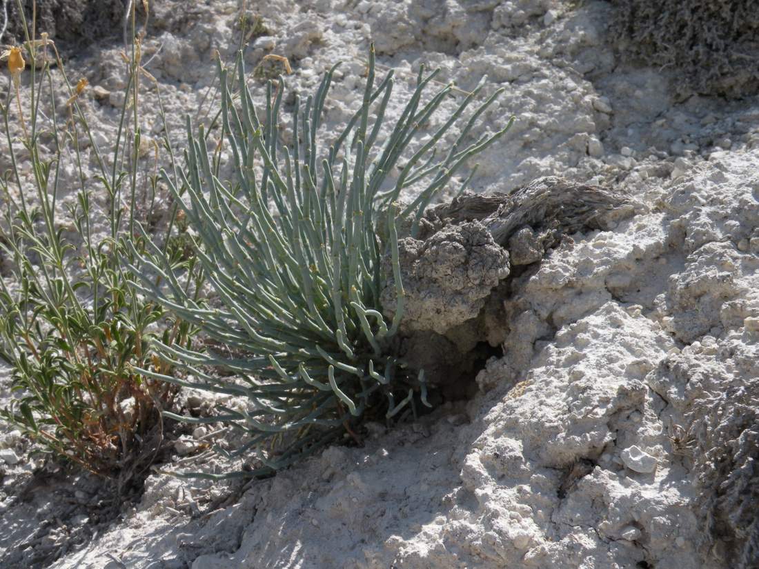 Изображение особи Anabasis cretacea.