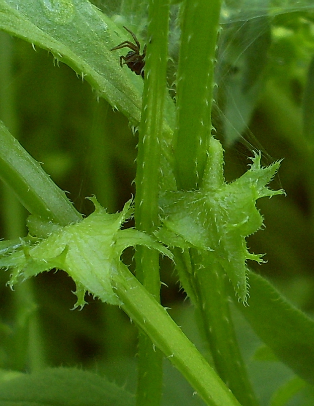 Изображение особи Asperugo procumbens.