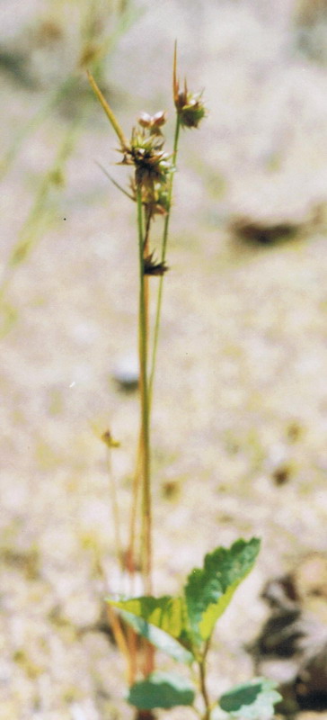 Image of Juncus capitatus specimen.