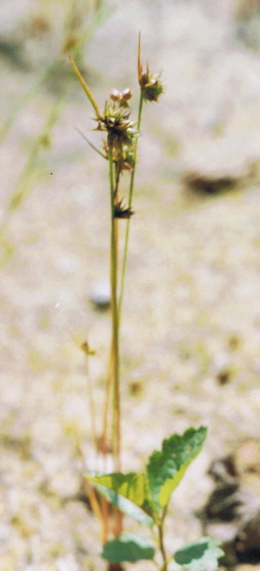 Изображение особи Juncus capitatus.