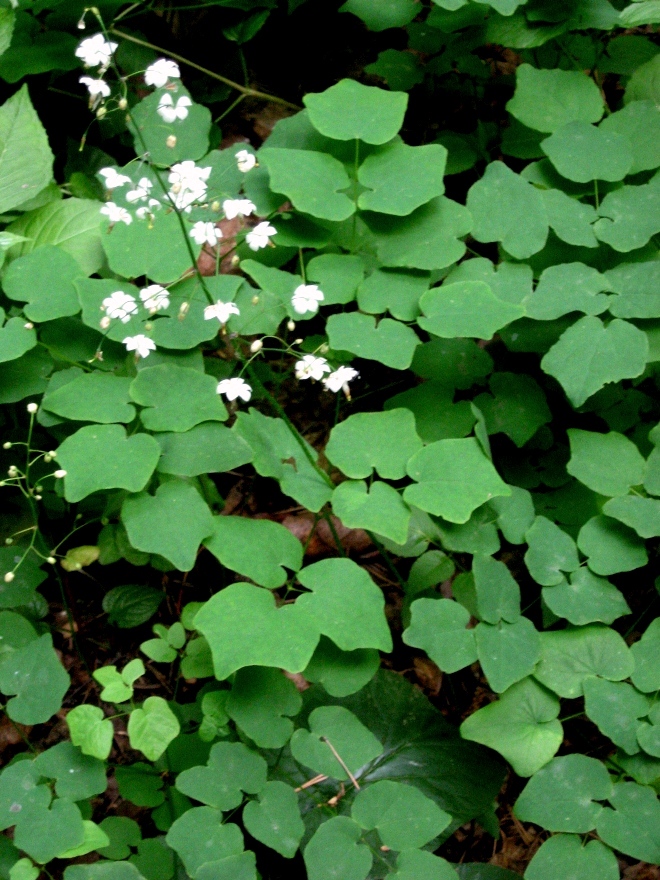 Image of Vancouveria hexandra specimen.