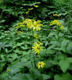 Doronicum austriacum. Верхушки цветущих растений. Москва, ГБС РАН. 17.06.2011.