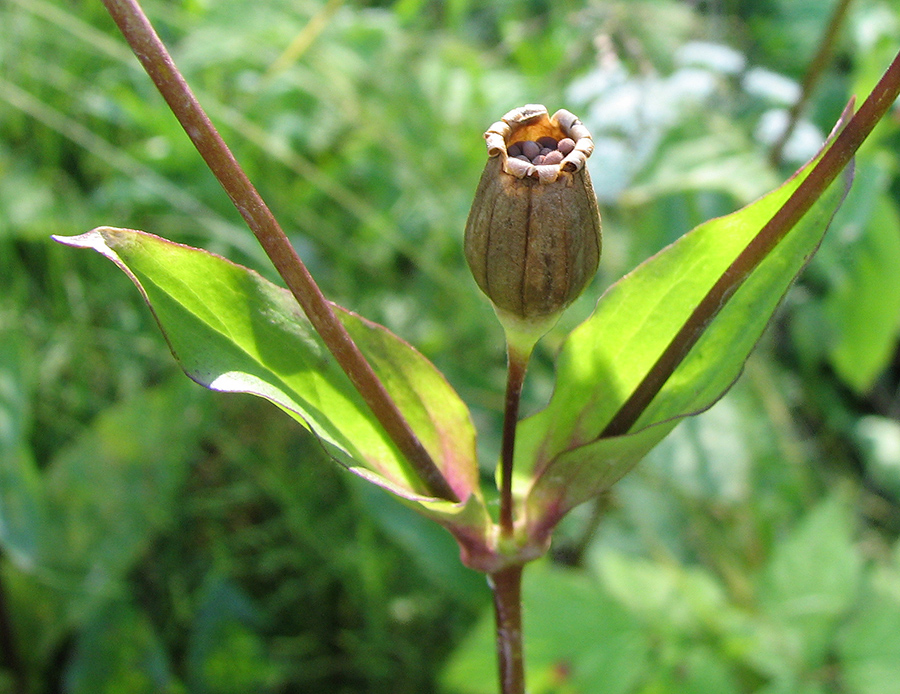 Image of Melandrium dioicum specimen.