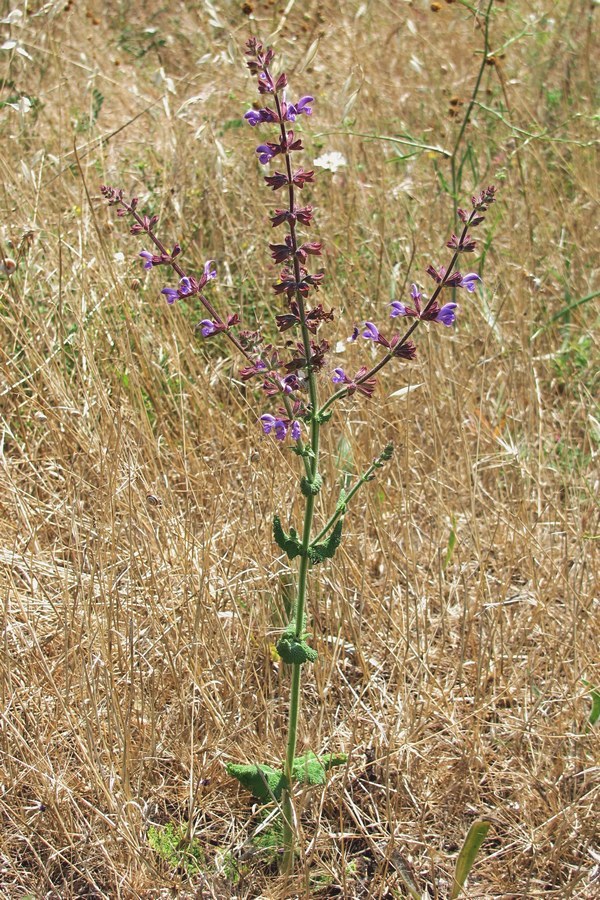 Изображение особи Salvia virgata.
