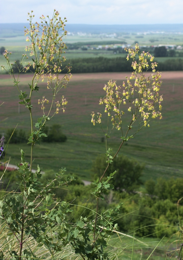 Image of Thalictrum flexuosum specimen.