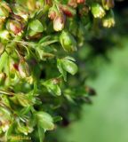 Rumex alpinus. Цветки (Rumex pseudoalpinus Hoefft). Украина, Ивано-Франковская обл., Надворнянский р-н, природный заповедник \"Горганы\", Кливки, горный луг. 17 июня 2011 г.