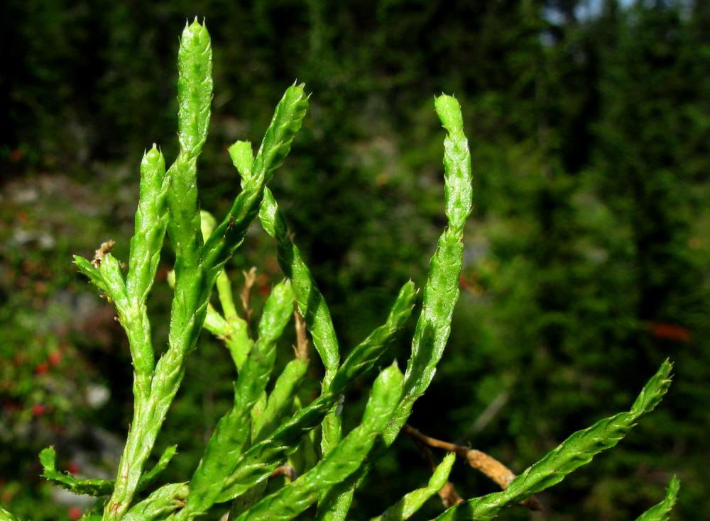 Image of Diphasiastrum complanatum ssp. hastulatum specimen.