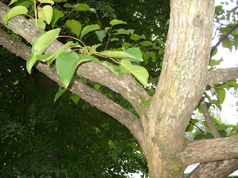 Изображение особи Populus lasiocarpa.