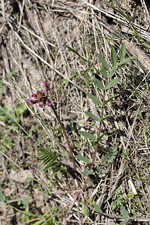 Изображение особи род Astragalus.