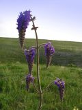 Salvia nutans. Верхушка растения с соцветиями. Крым, мыс Тарханкут. 7 мая 2010 г.